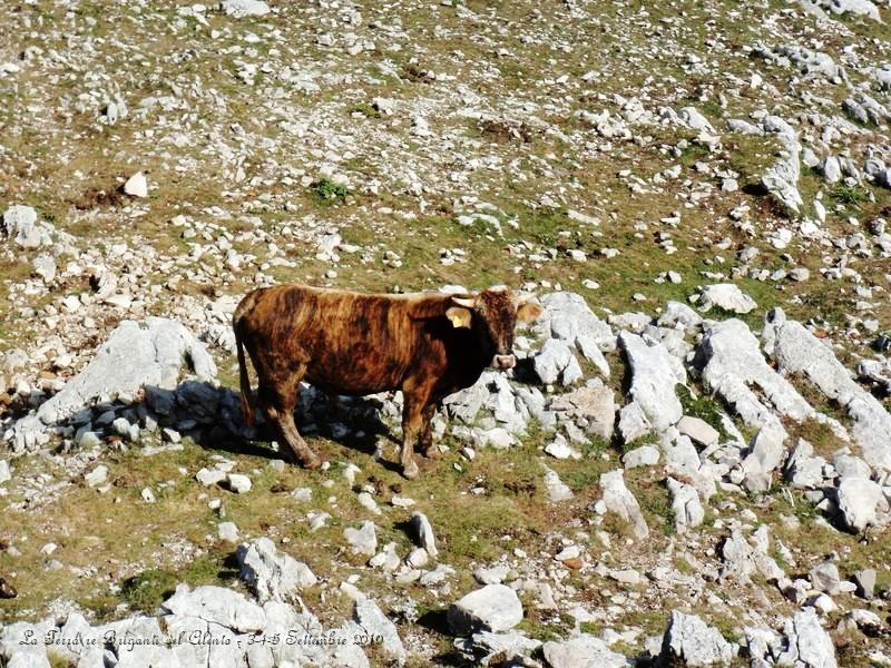 P9040516.JPG - Saliamo sulla vetta più alta della Campania..il Monte Cervati.