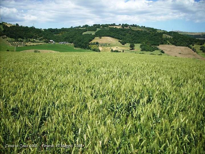 DSCN2846.JPG - Campi di Grano