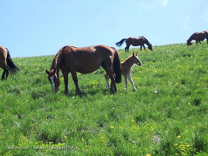 DSCN2916.JPG - Il puledrino