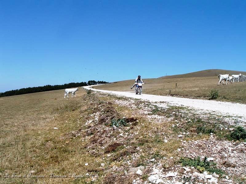 DSCF1169.JPG - Qui siamo sul Monte Pennino