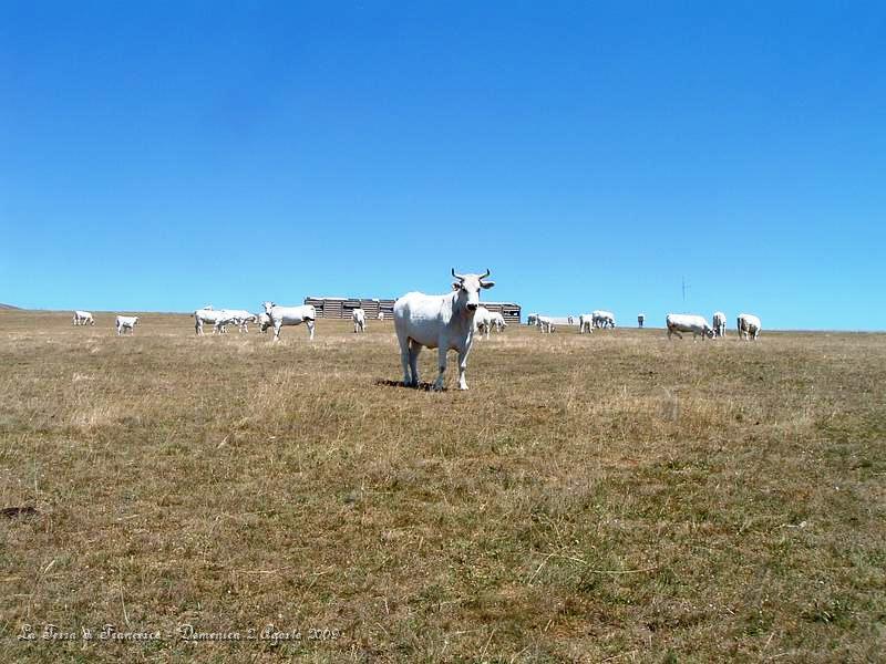 DSCF1171.JPG - Qui siamo sul Monte Pennino