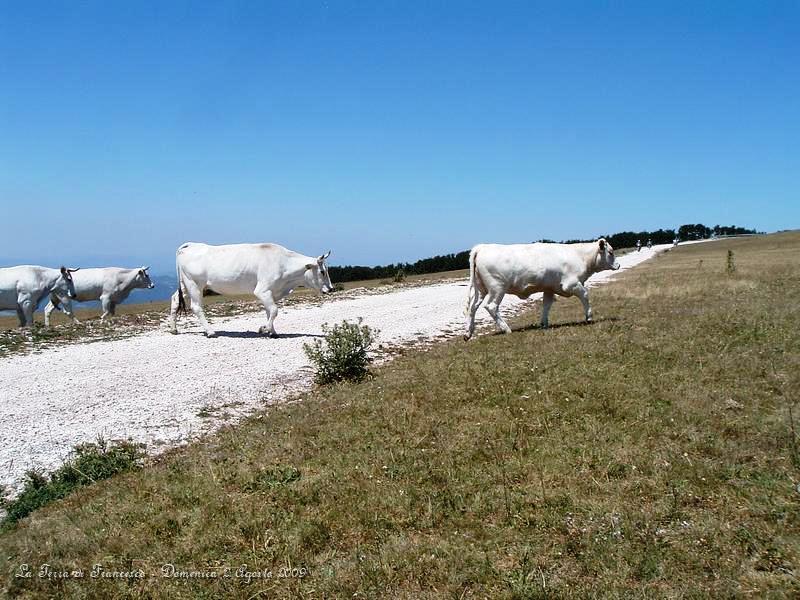 DSCF1179.JPG - Qui siamo sul Monte Pennino