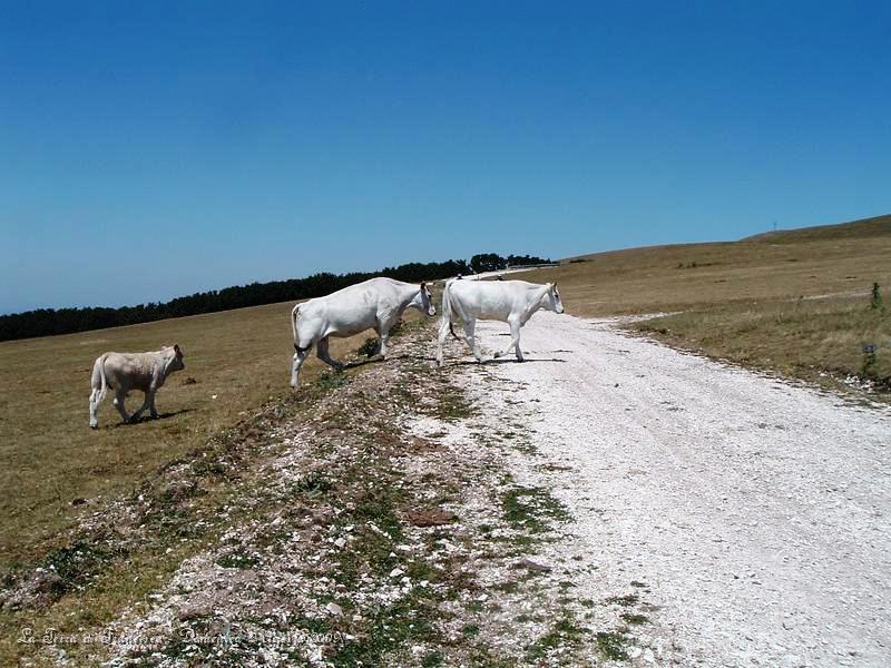 DSCF1183.JPG - Qui siamo sul Monte Pennino