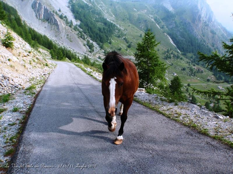 P7110376.JPG - Questo cavallo viene dritto dal sottoscritto, e che vole ?? :-)