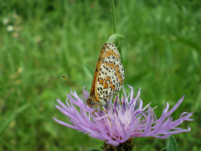 0948_C2C.JPG